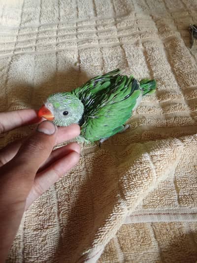 jumbo size ringneck chick