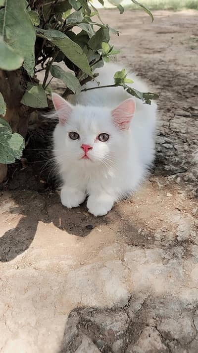 Persian Cat | Kitten | Persian Kitten | Triple Coated  | Cats For Sale