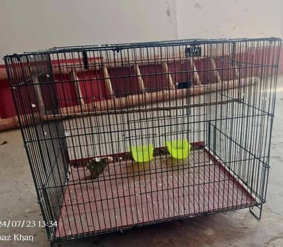 cocktail birds pair with cage is  for urgent sale.