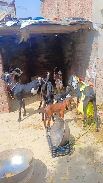4 VIP bakriya Sath 3 Bachy for sale