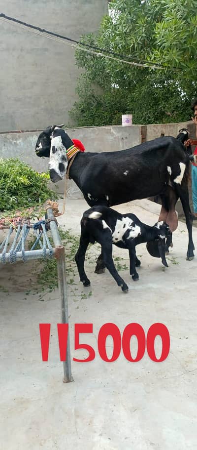 4 VIP bakriya Sath 3 Bachy for sale