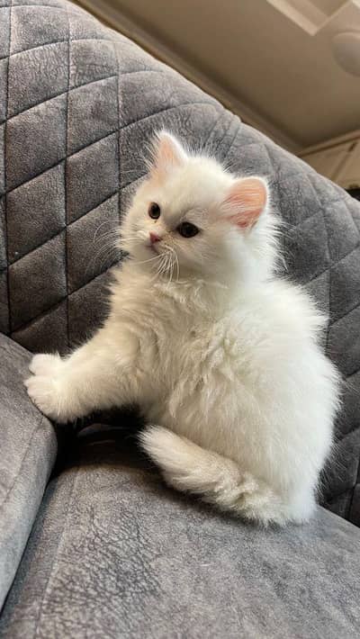 Persian Cats in White color Gray black eyes
