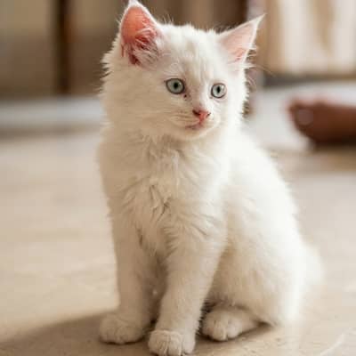 Persian kittens/White Persian kitten/Persian cat for sale
