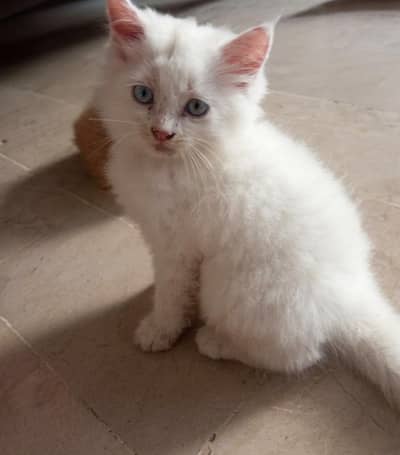 Persian kittens/White Persian kitten/Persian cat for sale