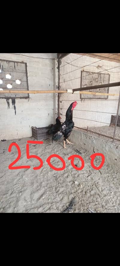 Black Shamo / Australop / White Shamo / Golden Misri / Chicks / Aseel