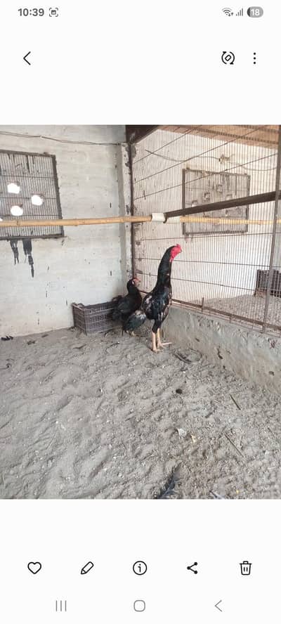 Black Shamo / Australop / White Shamo / Golden Misri / Chicks / Aseel