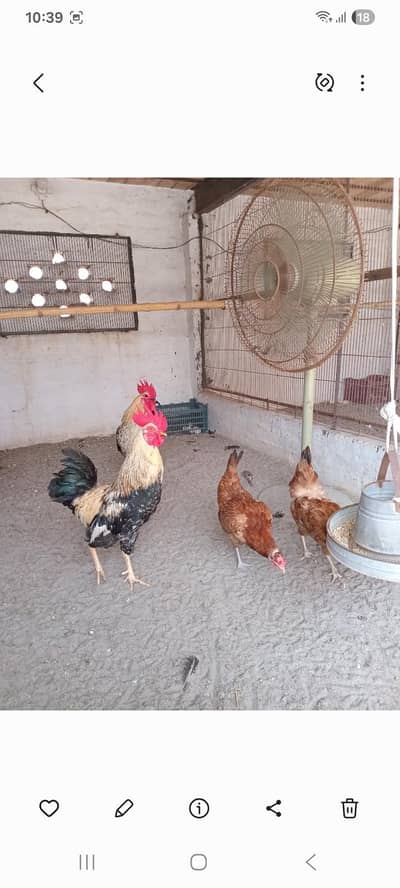 Black Shamo / Australop / White Shamo / Golden Misri / Chicks / Aseel