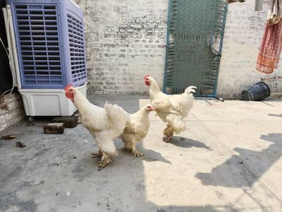 2 male 1 female