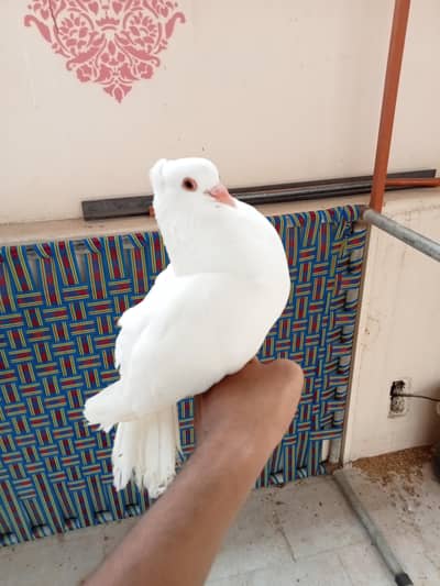 Lakkah Hand Tame for sale