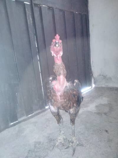 fir saill yur bird