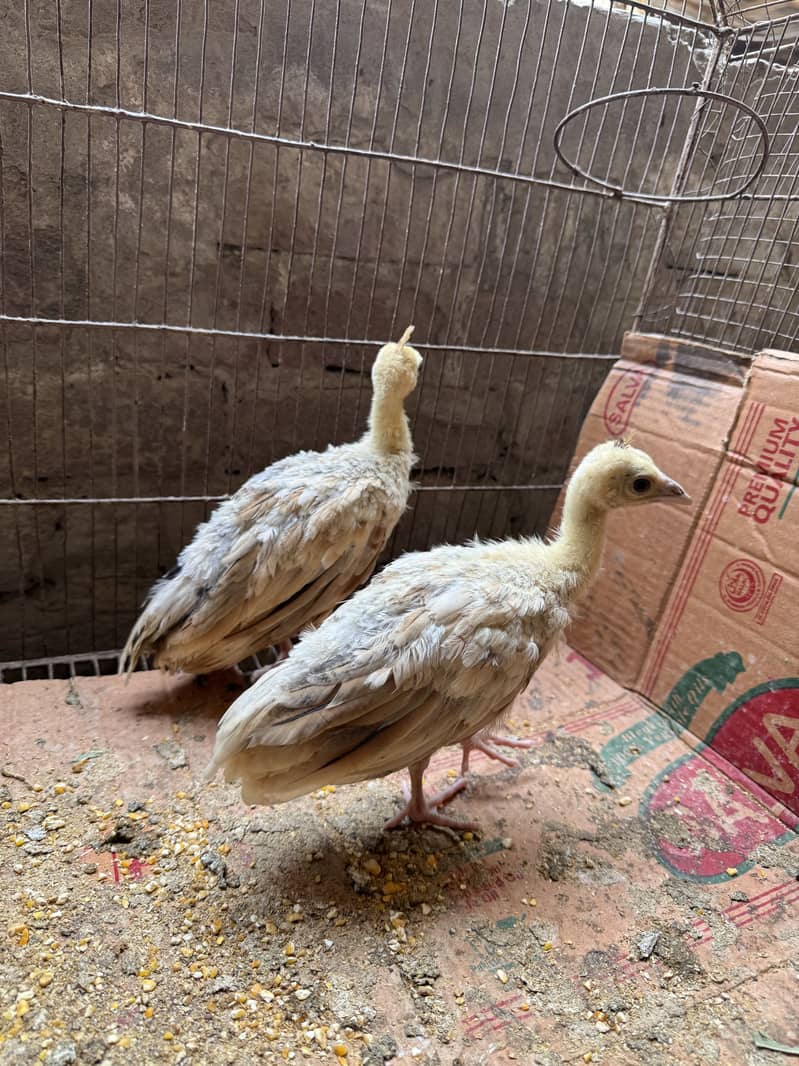 Peacock chicks pair 1