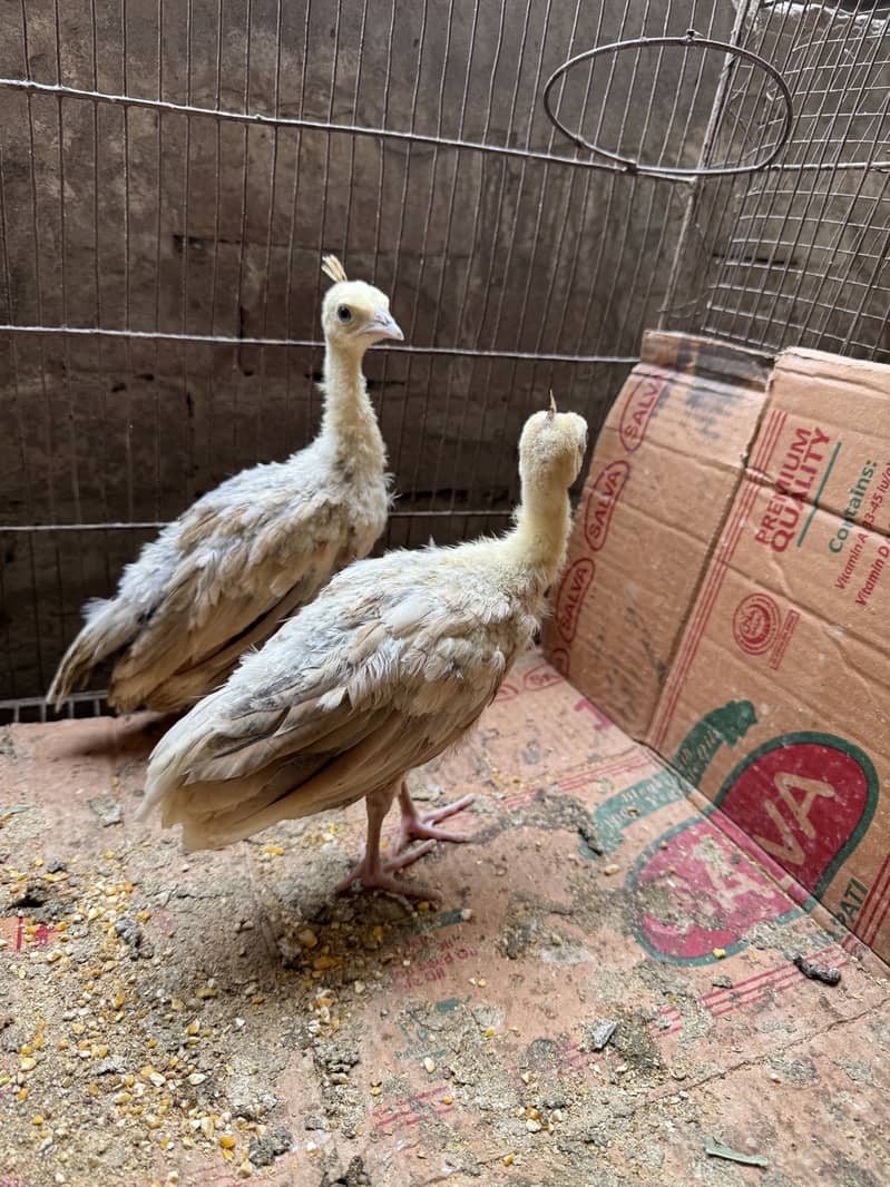 Peacock chicks pair 2