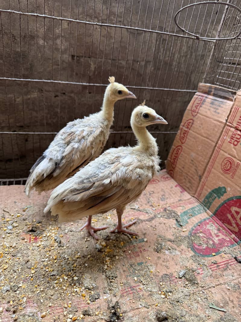 Peacock chicks pair 0