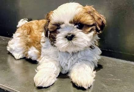 Shih Tzu | Shihtzu | Shitzu Pups | Puppies | Dog | puppy For sale