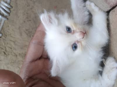 2 kittens or 1 pair