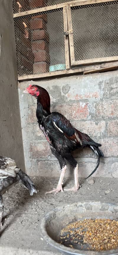 Aseel phta phtia