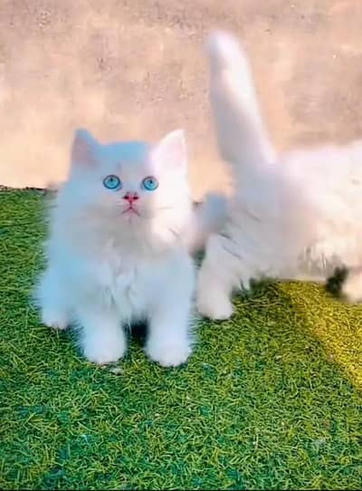 (Persian female kitten) (for sale all) (Pakistan delivery available)