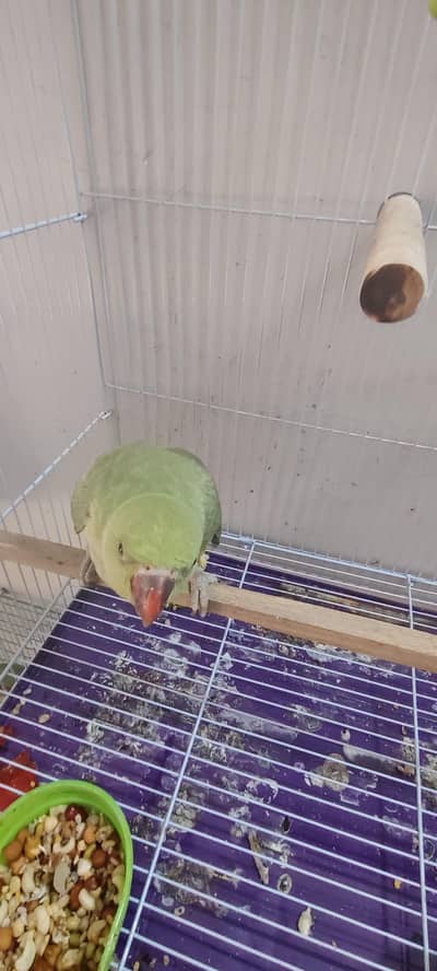 7 month ringneck patha sell