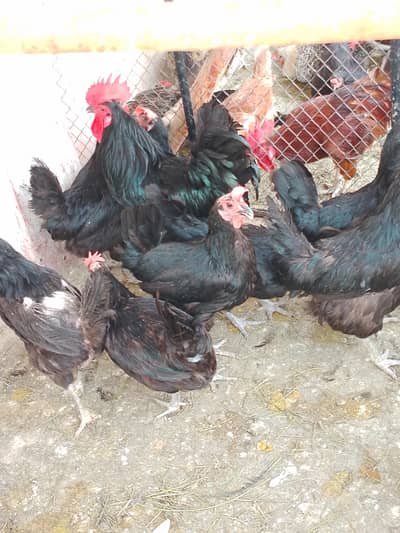 black Australorp hens and rooster pair great egg layers