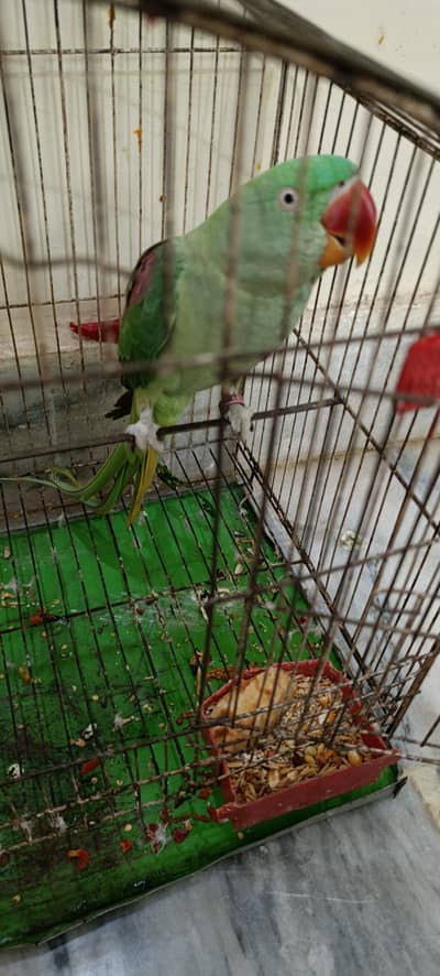 raw parrot