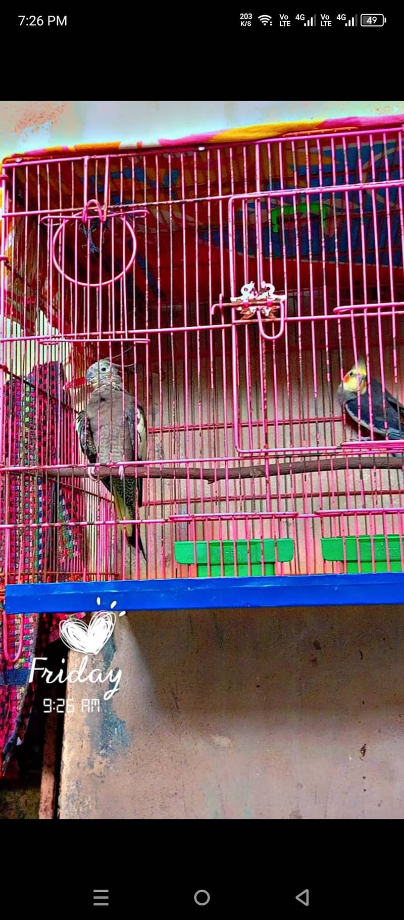 big cage 1