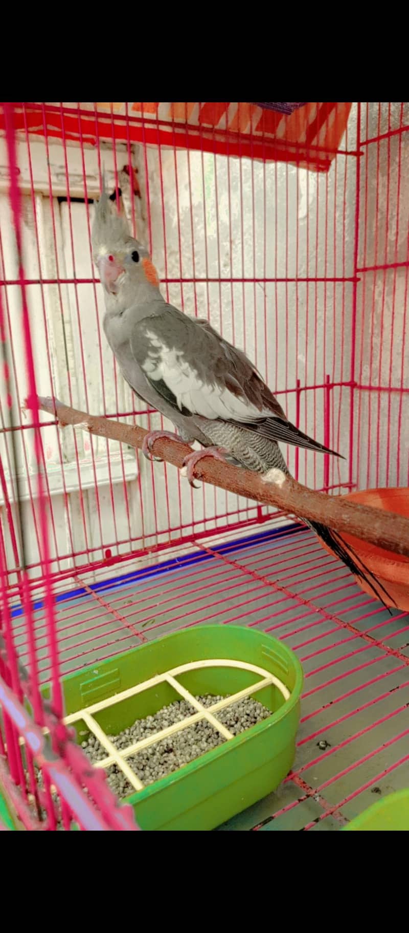 big cage 2