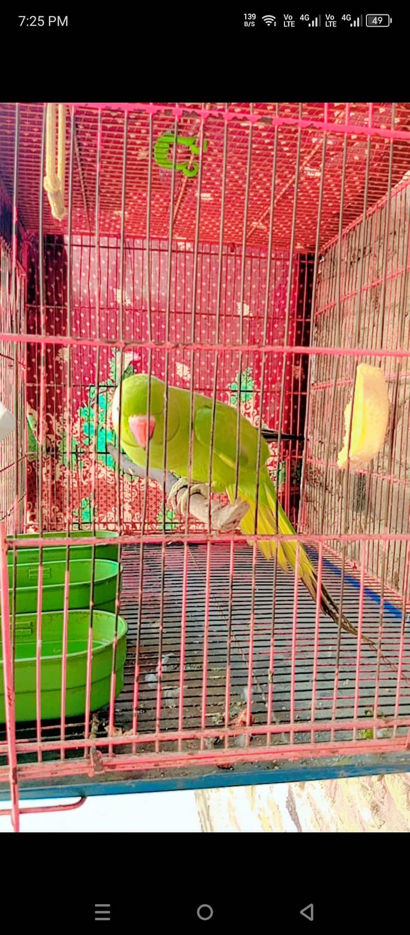big cage 3