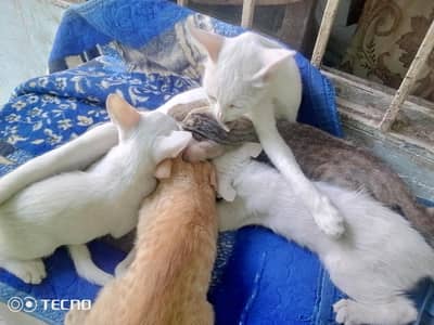 1 cat with her babies