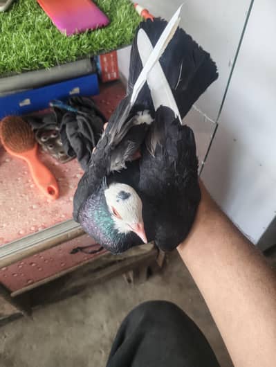 pigeon available location muzaffarghr