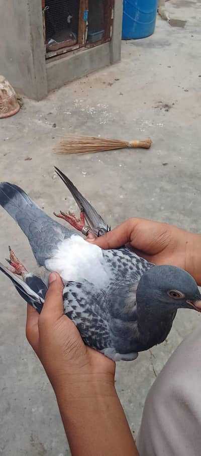 only Karachi waly rabta kry