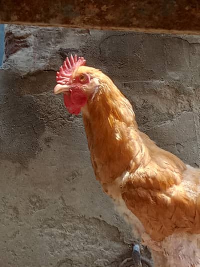 Golden heavy buff male healthy active
