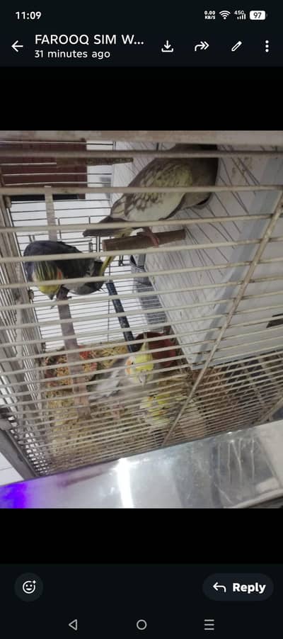 I am sale two cockatiel pair with pinjra cage