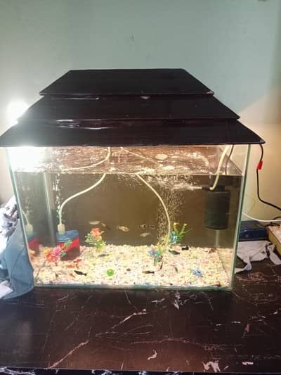 aquarium