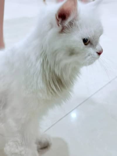 Persian Cat for sale .