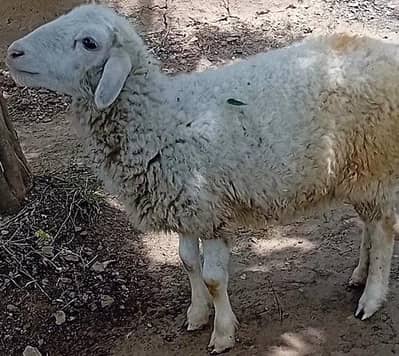 sheep for sale