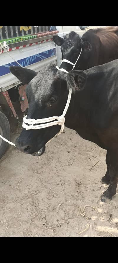 pure jersey cow for sale