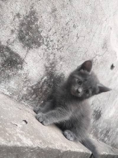 persian