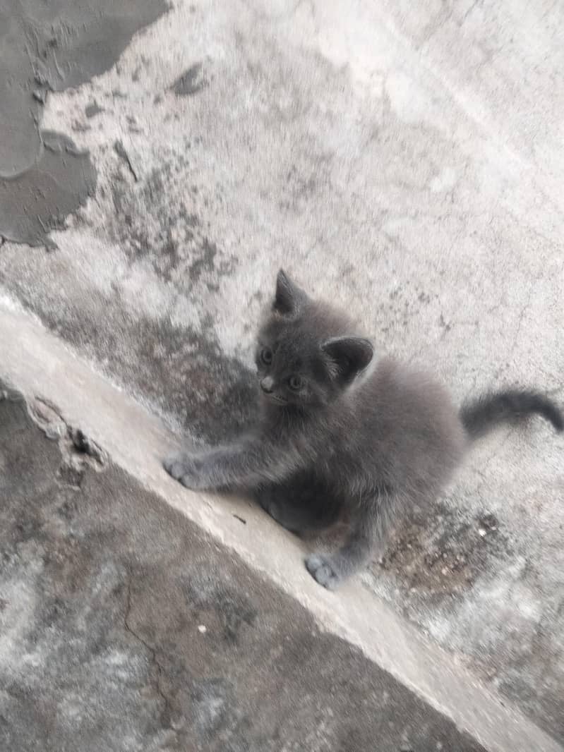 persian 1