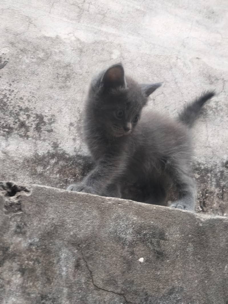 persian 4