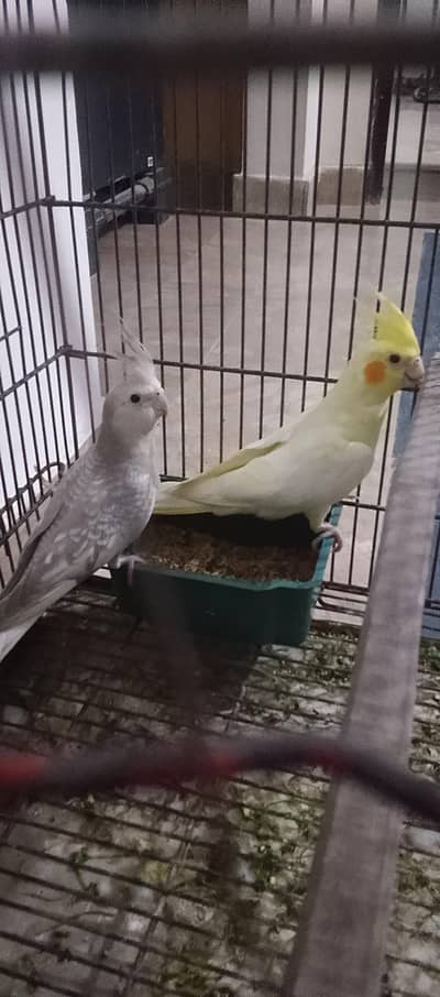 bonded pair