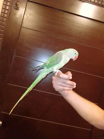 Raw Parrot
