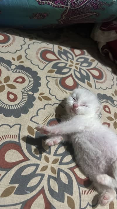 Persian white kitten