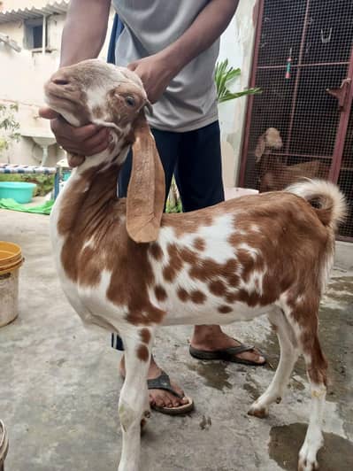 ready tu breed healthy and active