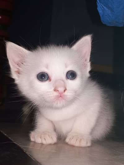 Persian kitten