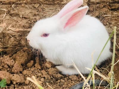 RED EYE CHINESE PAIR RABBITS