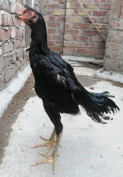 Shamo ptha