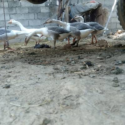 for sale ducks
