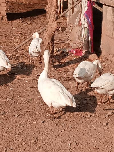 Long Neck Ducks (HANS) for slae