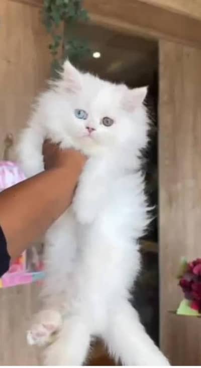 urgent white persion kitten for sale