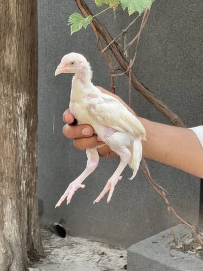 Paper White Heera Aseel